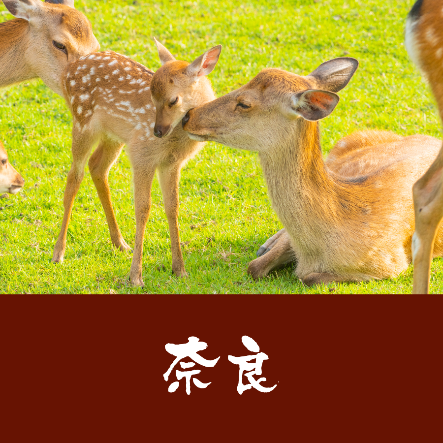 奈良公園の鹿